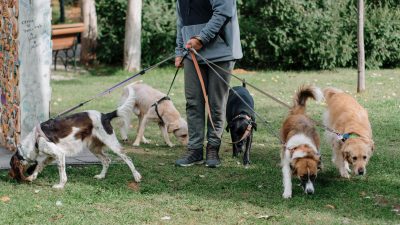 Persona paseando varios perros en un parque para ganar dinero extra