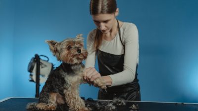 Peluquera canina trabajando con un yorkshire, uno de los empleos de Kiwoko