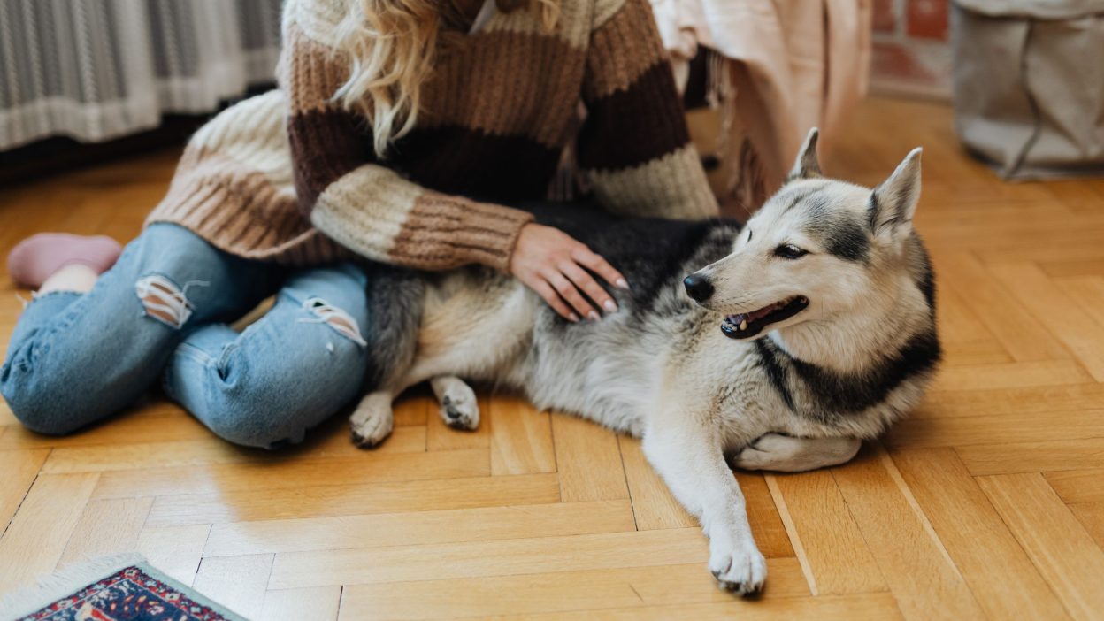 House sitting: mujer cuidando un perro en una casa